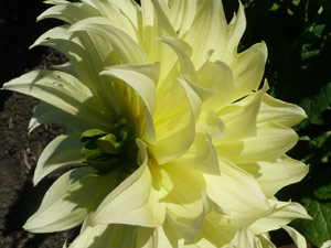 subject22_dahlia_ylo06