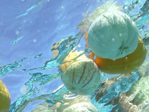 subject24_halloweenA_9