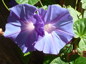 subject24_morningglory_1