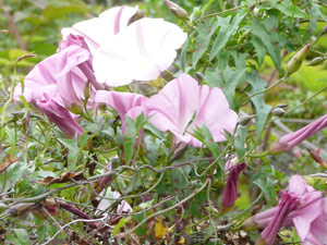 subject24_morningglory_10