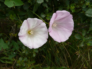 subject24_morningglory_11