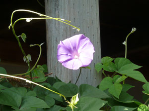 subject24_morningglory_12