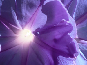 subject24_morningglory_2