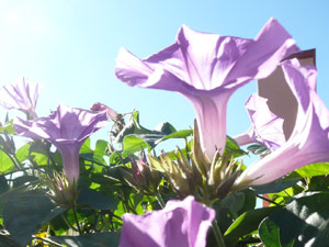 subject24_morningglory_7