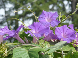 subject24_morningglory_8