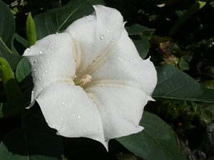 subject24_morningglory_9