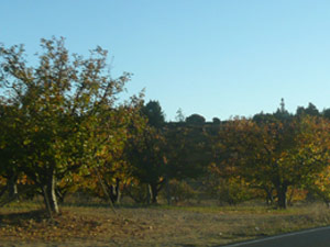 subject25_fallcolor_apple01