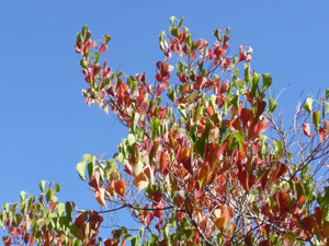 subject25_fallcolor_chinese