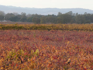 subject25_fallcolor_grape1