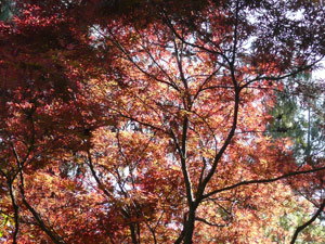 subject25_fallcolor_japmap3