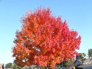 subject25_fallcolor_maple01