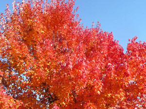 subject25_fallcolor_maple04