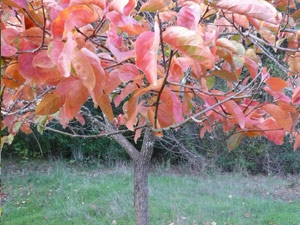 subject25_fallcolor_persm02