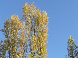 subject25_fallcolor_poplr4