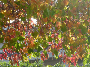 subject25_fallcolor_pyrus03