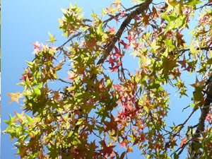 subject25_fallcolor_strmap4