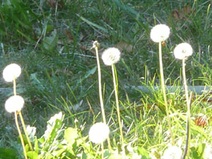 Y2sub27_Dandilions_1