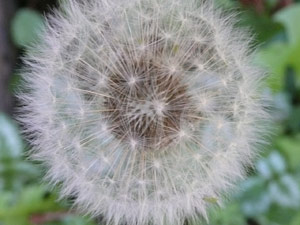 Y2sub27_Dandilions_3b