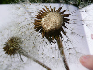 Y2sub27_Dandilions_3d