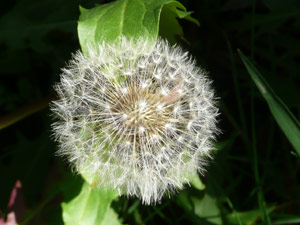 Y2sub27_Dandilions_4b