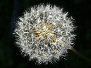 Y2sub27_Dandilions_5b