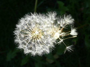 Y2sub27_Dandilions_6a