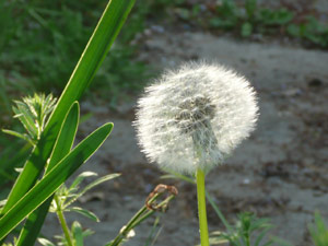 Y2sub27_Dandilions_6b