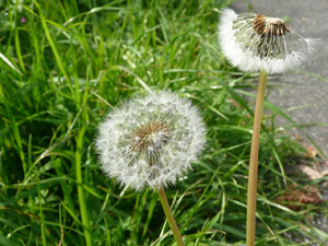 Y2sub27_Dandilions_6c