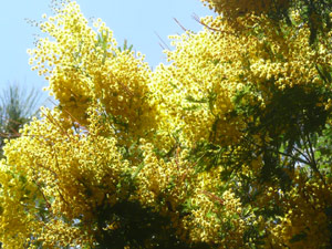 Y2sub28_March_acacia_2_1