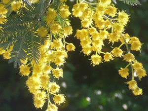 Y2sub28_March_acacia_2_10