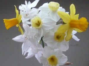 Y2sub28_March_acacia_2_bulb