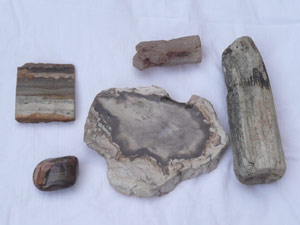 Y2sub29_petrifiedW02