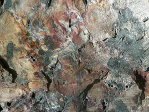 Y2sub29_petrifiedW07