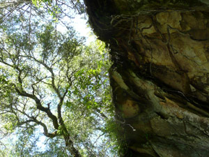 Y2sub29_petrifiedW08