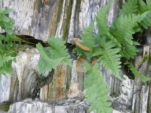 Y2sub29_petrifiedW12