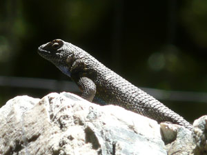 Y2sub29_petrifiedW14