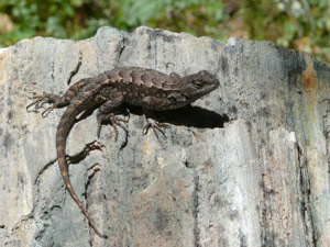 Y2sub29_petrifiedW16