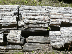 Y2sub29_petrifiedW17