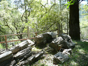 Y2sub29_petrifiedW20