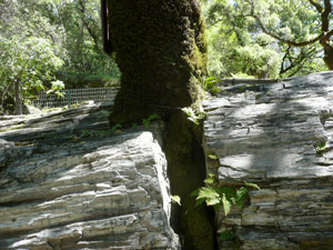 Y2sub29_petrifiedW25