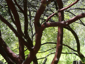 Y2sub29_petrifiedW28