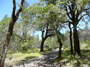 Y2sub29_petrifiedW33