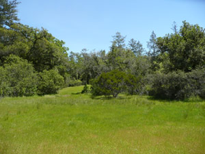 Y2sub29_petrifiedW35