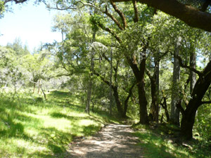 Y2sub29_petrifiedW36