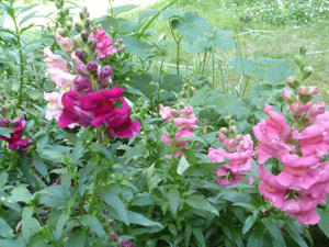 Y2sub30_May_snapdrgn_01