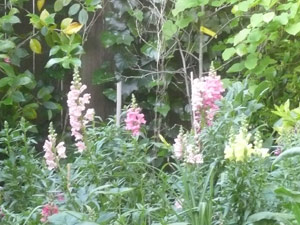 Y2sub30_May_snapdrgn_02