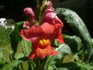 Y2sub30_May_snapdrgn_03