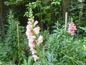 Y2sub30_May_snapdrgn_04