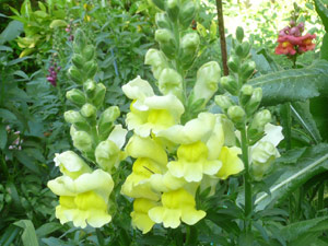 Y2sub30_May_snapdrgn_06