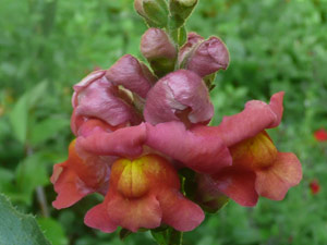 Y2sub30_May_snapdrgn_07